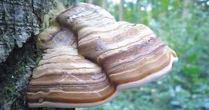 La Nación / Estudian el potencial de un hongo nativo