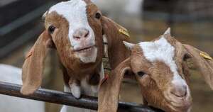 La Nación / Sector caprino busca fortalecer producción y genética para abrir camino a la exportación