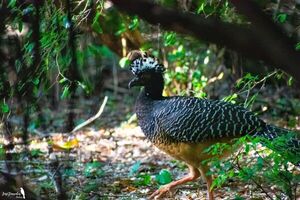 Crónica de una especie con prioridad de conservación El caso del mytũ (Crax fasciolata)