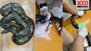 ITAIPU implanta microchips para monitorear ‘mbói jagua’ en Mbaracayú