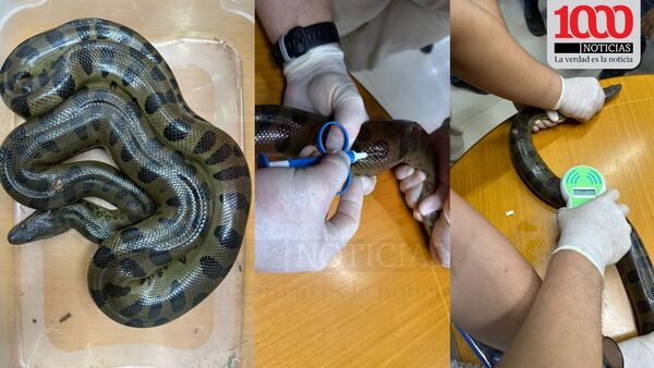 ITAIPU implanta microchips para monitorear ‘mbói jagua’ en Mbaracayú