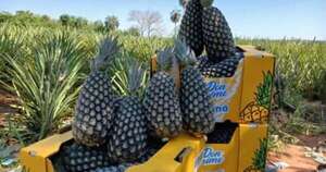 La Nación / Producción de piña registra récord en envíos y consigue nuevos mercados
