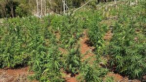 Estudio académico expone el ñemboja: el pago a policías para plantar marihuana