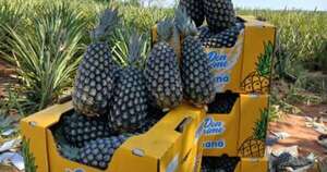 La Nación / Producción de piña en Paraguay registra récord en envíos y conquista de nuevos mercados