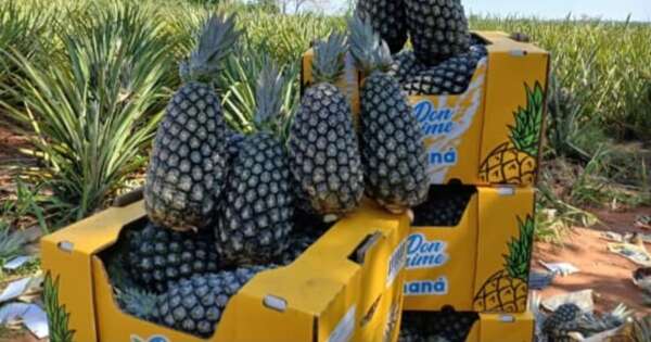 La Nación / Producción de piña en Paraguay registra récord en envíos y conquista de nuevos mercados