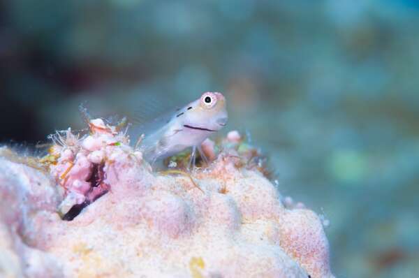 Conocé al blenio Ecsenius yaeyamaensis, el pececito más adorable del océano - Ciencia - ABC Color