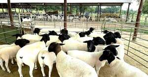 La Nación / Apertura de Uzbekistán impulsa el fortalecimiento de la cadena de producción ovina