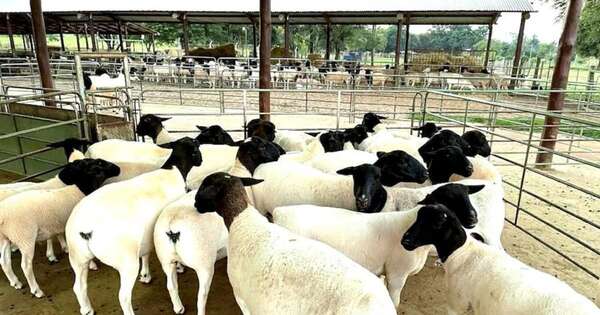 La Nación / Apertura de Uzbekistán impulsa el fortalecimiento de la cadena de producción ovina