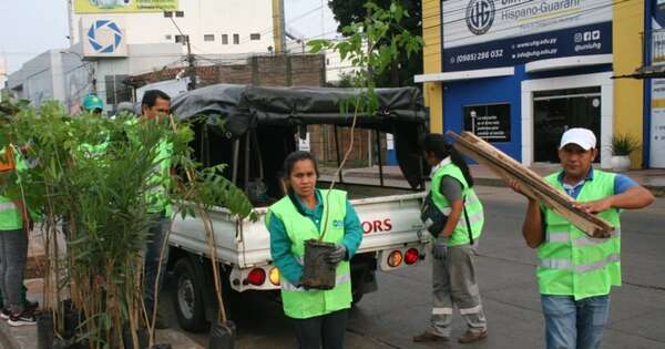 Diario HOY | Proyectan ley de arborización de vías públicas