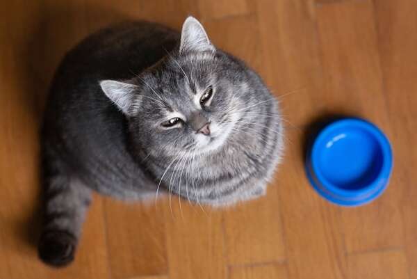 Cómo distinguir entre un gato que necesita comida y uno que pide atención - Mascotas - ABC Color