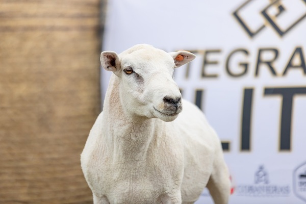 Integración Élite: 180 ovinos de genética Texel y Hampshire salen a pista el 9 de marzo