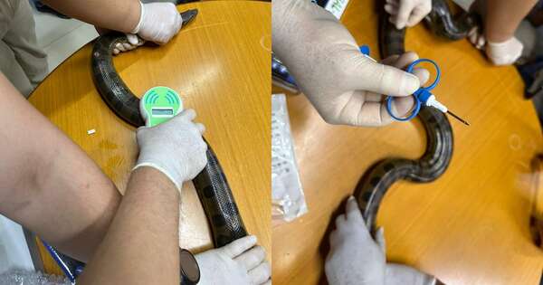 La Nación / Itaipú coloca microchips a ejemplares de mbói jagua en un refugio