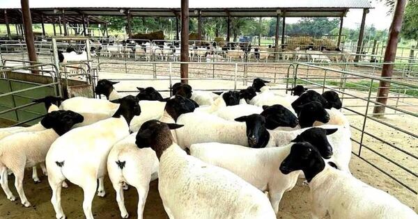 La Nación / Apertura de Uzbekistán impulsa fortalecimiento del sector ovino