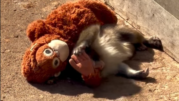 Ma'enaaa: ¡El peluche del monito Punch ya se vende acá!