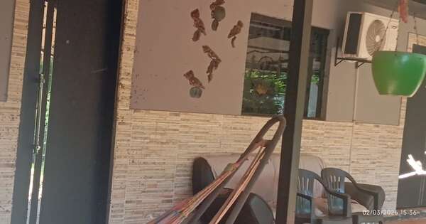 Diario HOY | Encuentran muerta a una mujer y a sus seis perros