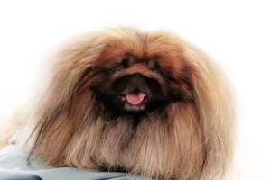 Pekinés: la historia del perro que fue símbolo imperial en China - Mascotas - ABC Color