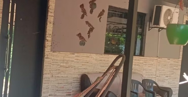 Una alemana fue hallada muerta junto con sus seis perros en Itauguá - trece