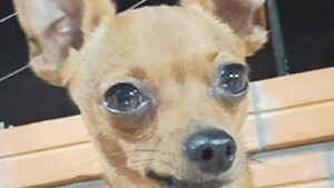 Con vidente y todo: buscó a su perrito Rocco y ofrece recompensa de 500 mil