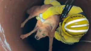 Floppy, el perrito rescatado en Minga Guazú, habría caído al pozo de 16 metros ya el sábado