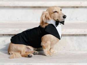Todo sobre el “salchicha” de pelo largo, la raza del perro de Charles Leclerc - Mascotas - ABC Color