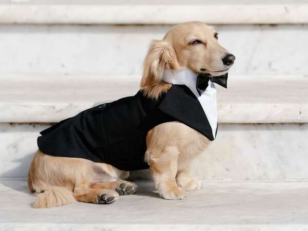 Todo sobre el “salchicha” de pelo largo, la raza del perro de Charles Leclerc - Mascotas - ABC Color