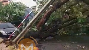 Violento temporal deja árboles caídos, peligrosos raudales y zonas sin luz en Asunción