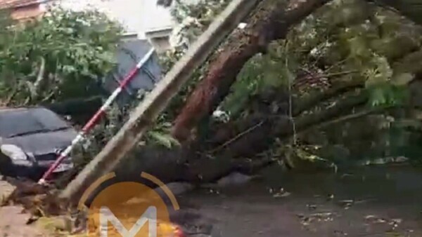 Violento temporal deja árboles caídos, peligrosos raudales y zonas sin luz en Asunción
