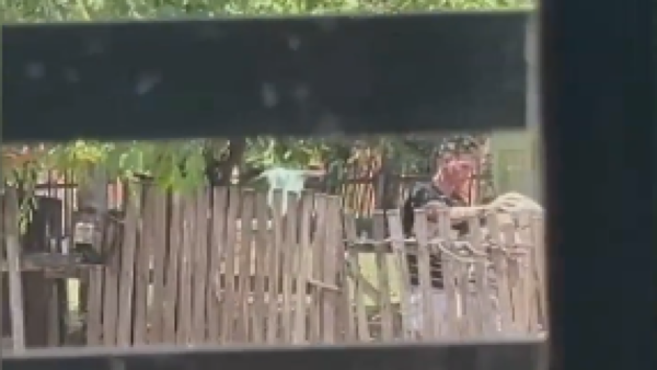 Por su tarjeta de la tercera edad: nieto maltrata a su abuela