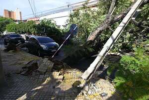Tormenta genera complicaciones en Asunción a raíz de árboles caídos - Nacionales - ABC Color