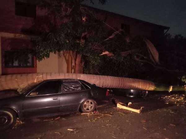 Temporal derriba palmera sobre un auto y deja sin luz al barrio Jara - Nacionales - ABC Color
