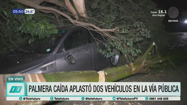 Temporal en Barrio Jara: Palmera aplasta dos vehículos tras fuerte tormenta
