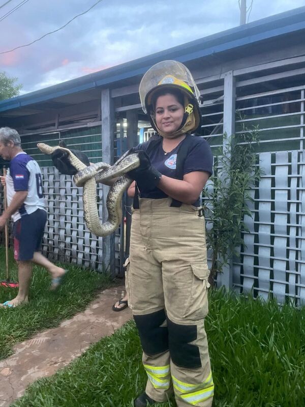 Bomberos rescatan una ñacanina hallada dentro de una vivienda en Calaverita - Concepción al Día