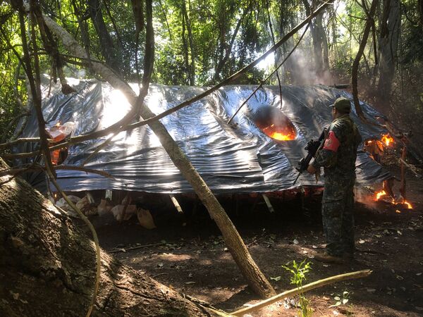 Popular / Destruyen 10 hectáreas de marihuana en Capitán Bado