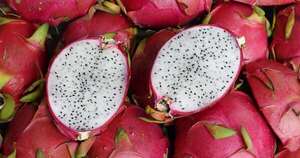 La Nación / Destacan potencial productivo y exportador de la pitaya en San Pedro