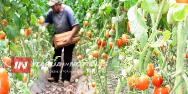 PRODUCCIÓN DE TOMATE EN VERANO ES UNA REALIDAD EN ITAPÚA