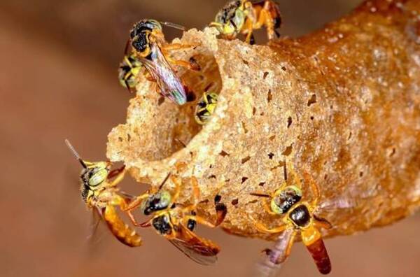 [VIDEO] ¡Hesukena! La abejita sagrada que protege la vista
