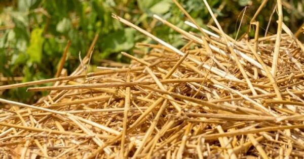 La Nación / Abc es puro paja