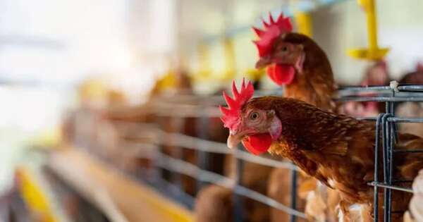 La Nación / Sector avícola ve a marzo como mes clave para superar alerta por gripe aviar