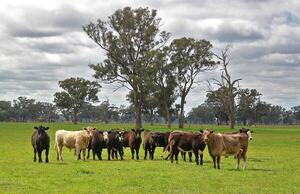 Denuncian desaparición de 50 animales vacunos en Itapúa Poty