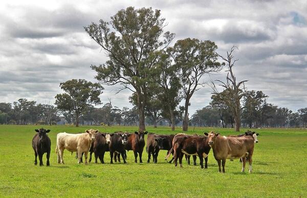 Denuncian desaparición de 50 animales vacunos en Itapúa Poty