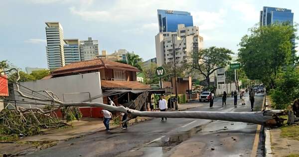 Diario HOY | Activan plan para evitar que más árboles caigan en Asunción