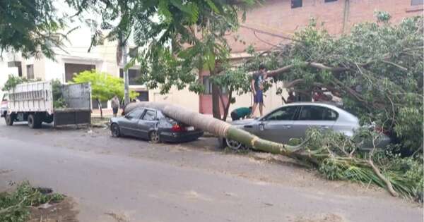 Diario HOY | Peligrosas palmeras imperiales: “A los nuevos ricos les gusta esta especie”