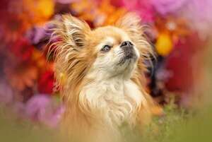 ¿Cuáles son las razas de perros que viven más tiempo?  - Mascotas - ABC Color