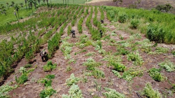 Amambay: Fiscalía erradica 11 hectáreas de marihuana en Nueva Estrella