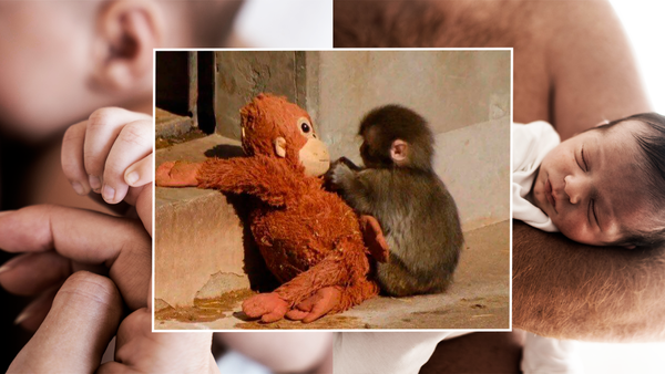 La huella del primer vínculo: ¿Por qué nos identificamos con la historia del monito Punch?