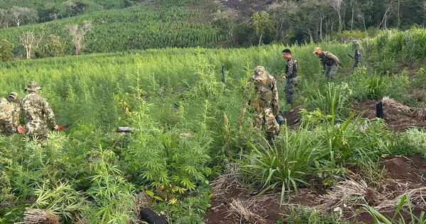 Diario HOY | “Escudo Guaraní”: erradican 33 hectáreas de marihuana y ocho campamentos en Amambay