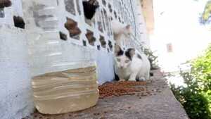 Gatos causan tensión entre ciudadanos y administración de El Mbiguá prohíbe alimentarlos