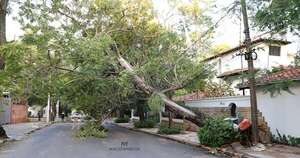 La Nación / Realizarán relevamiento técnico para identificar árboles caducos o con riesgo de caída en Asunción