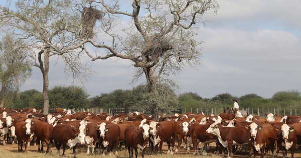 La Nación / CPC señala que el 75 % de los precios internacionales se quedan en el campo