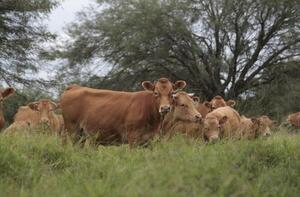 Ganadería paraguaya: exportaciones moderadas, presión sobre precios y mayor oferta proyectada